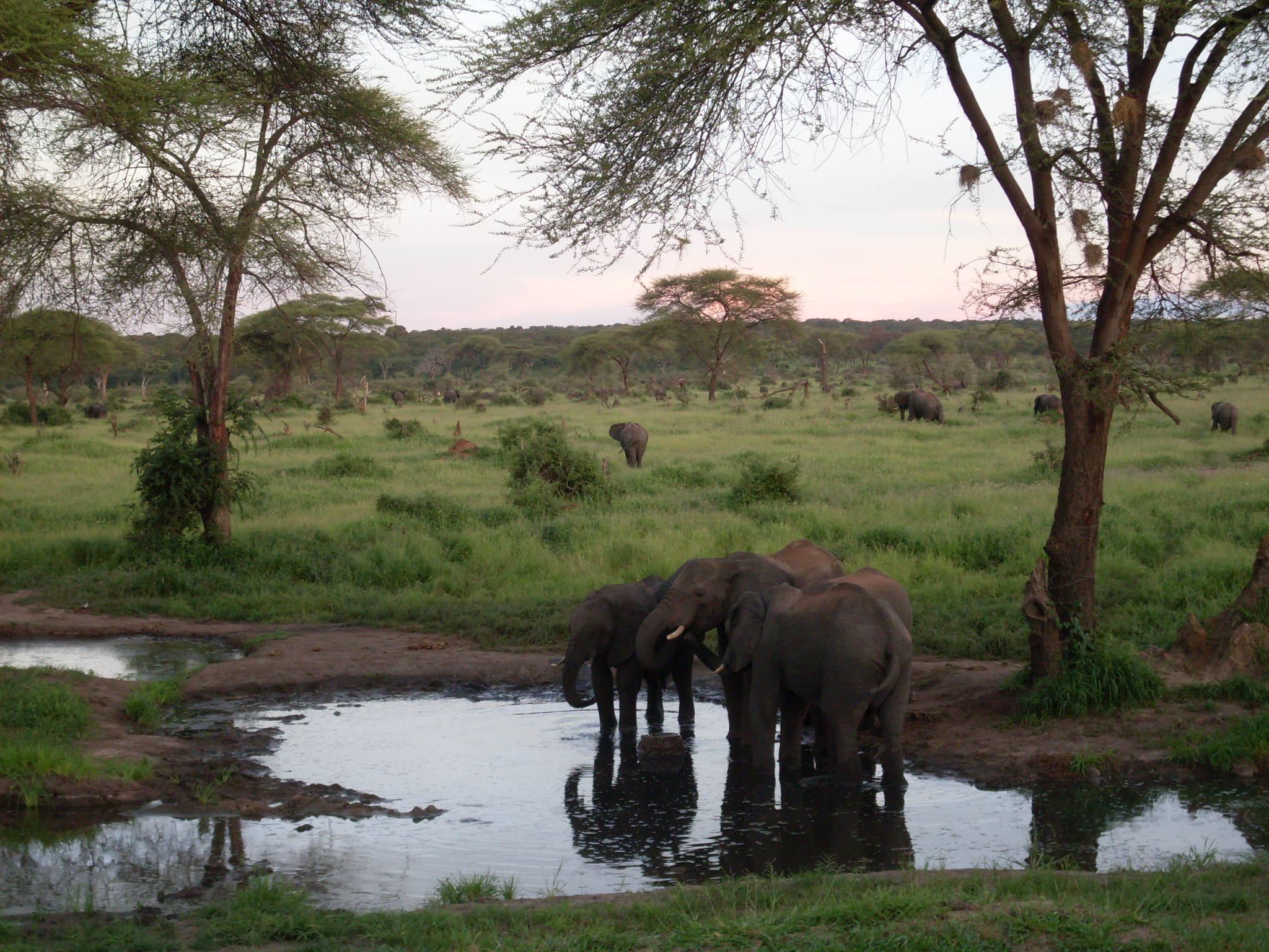 2-Night Safari Experience in Hwange National Park from Victoria Falls